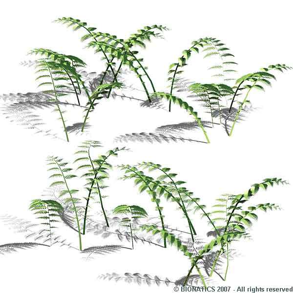 lady fern coloring pages - photo #12